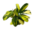 2" Calathea Pilosa